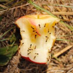 Ants eating an apple