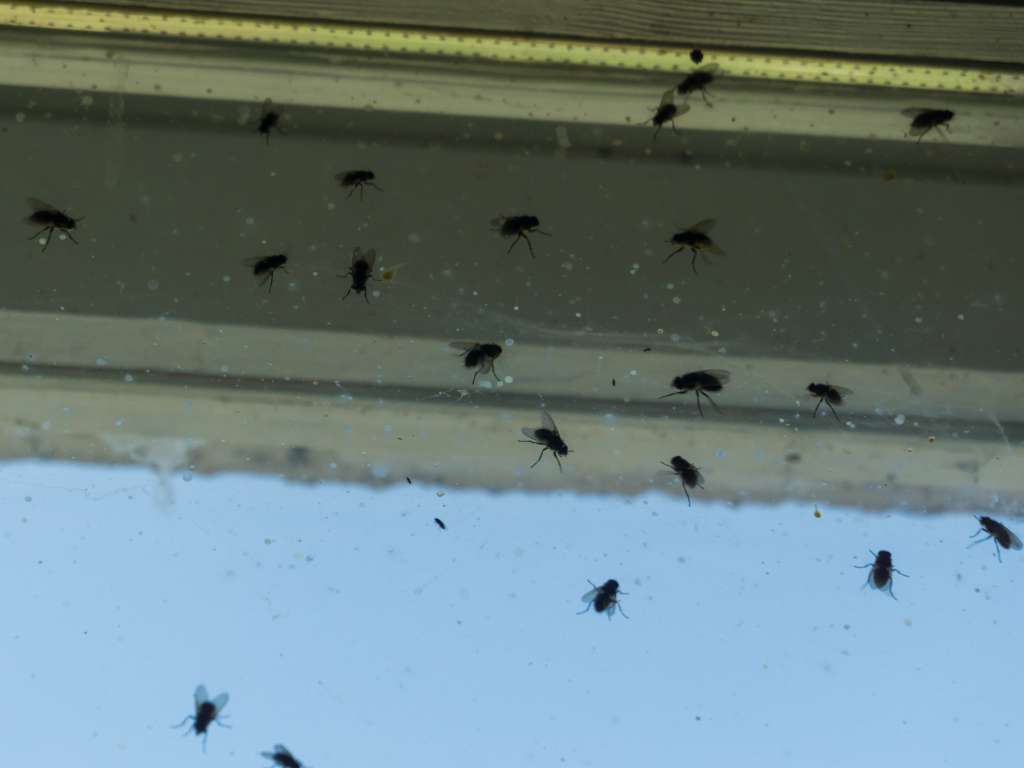 Flies on a window