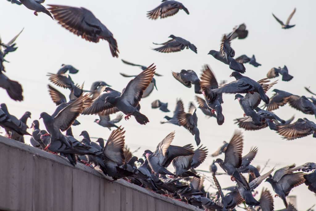 Pigeons landing