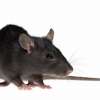 Pest Control – Collapsed drains and sewer systems = Rats