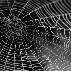 Spiders-web