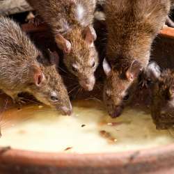 Rats eating from a bowl